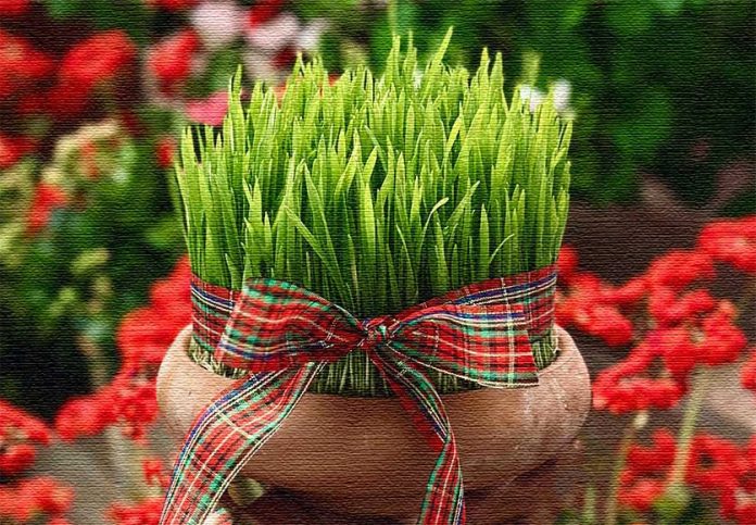 سیزده بدر سبزه